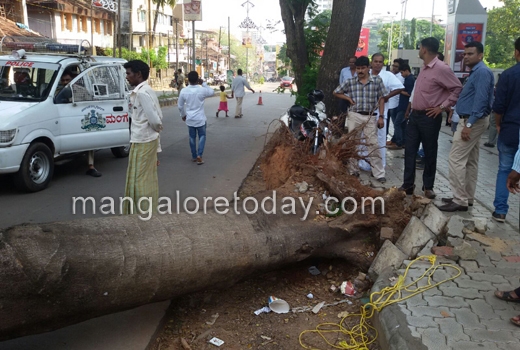 Tree falls on road near pandeshwar